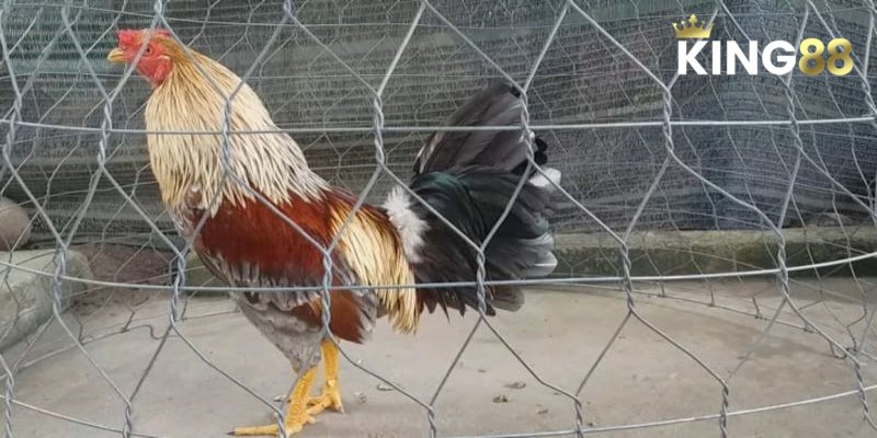 Màu Mạng Gà Đá - Lựa Chọn Chiến Kê Làm Chủ Cuộc Chơi 4  Cách chọn chiến kê dựa theo màu mạng gà đá