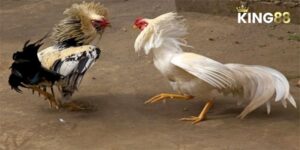 Đá Gà C2 - Nhận Định Trận Đấu Và Cách Chơi Luôn Thắng 5 Đá Gà C2 - Tổng Quan Và Phân Tích Chiến Thuật Toàn Diện