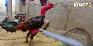 Đá Gà Chọi - Công Thức Chiến Thắng Từ Chuyên Gia 3 Đá Gà Chọi - Bí Kíp Chiến Thắng Và Hướng Dẫn Cụ Thể