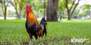 Màu Mạng Gà Đá - Lựa Chọn Chiến Kê Làm Chủ Cuộc Chơi 2 Màu Mạng Gà Đá Và Bí Quyết Lựa Chọn Chiến Kê Để Thắng