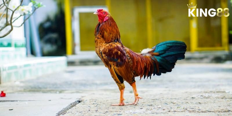 Bí Kíp Xem Ngày Đá Gà Chuẩn Xác - Kinh Nghiệm Từ Chuyên Gia King88 3 Tìm hiểu những ngày đại cát, tiểu cát trong xem ngày đá gà